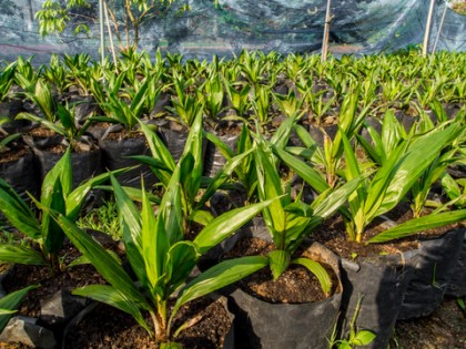 Palma a sustentabilidade